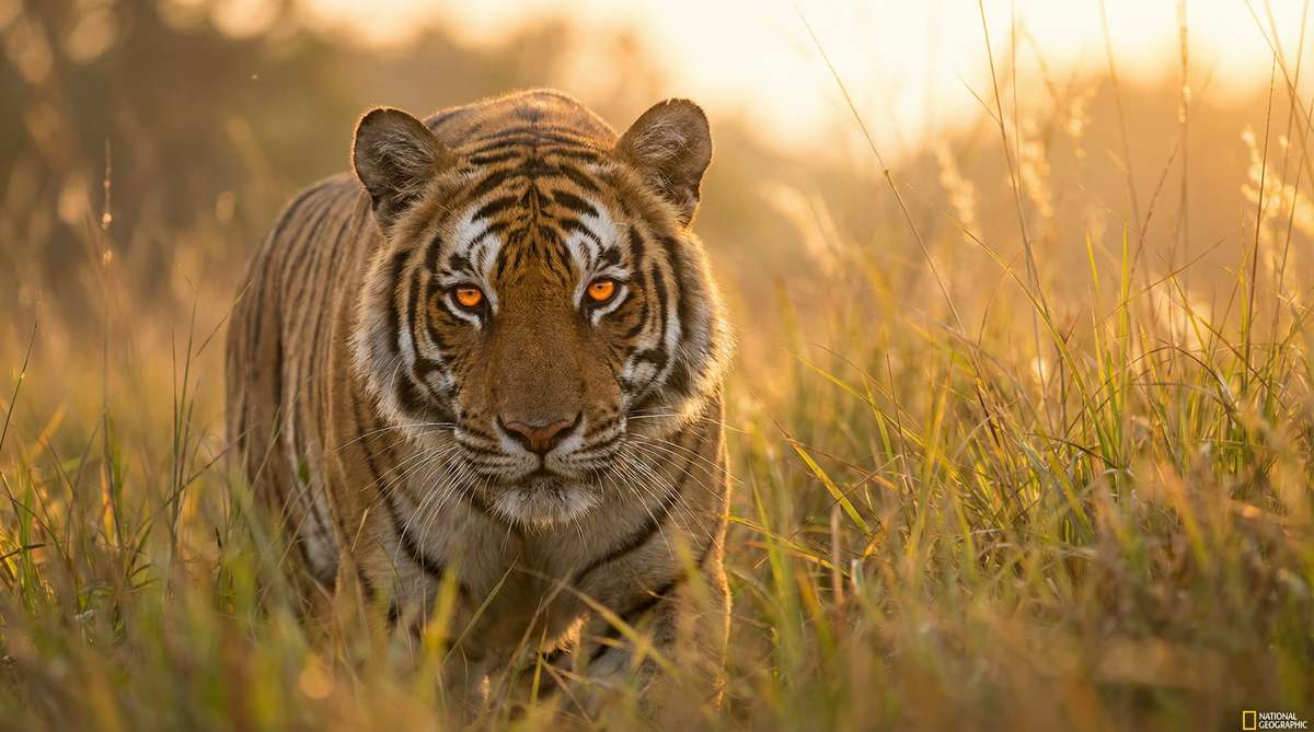 芒果视频今日推荐老虎视频